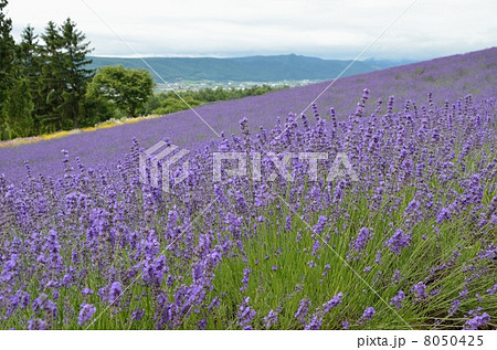彩香の里、ラベンダー畑 8050425