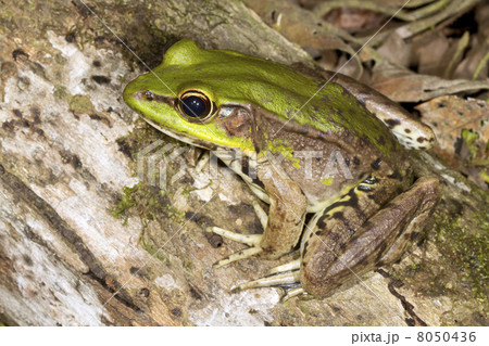 Neotropical green frog (Lithobates palmipes) in the Ecuadorian Amazon Neotropical green frog (Lithobates palmipes) in the Ecuadorian Amazon 8050436
