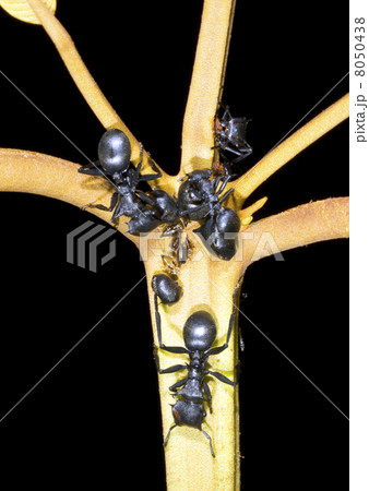 Turtle Ants (Cephalotes sp.) gathering honeydew from leaf hoppers in the rainforest understory, Ecua Turtle Ants (Cephalotes sp.) gathering honeydew from leaf hoppers in the rainforest understory, Ecua 8050438