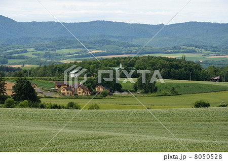 美瑛のソバ畑 8050528