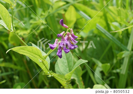 山野の花・ハギ属の花に似るナンテンハギの花蕾・横位置 8050532