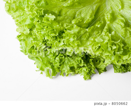 lettuce salad lettuce salad 8050662