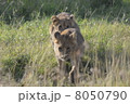 ライオンの赤ちゃん / Lion cubs 8050790