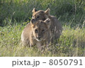 ライオンの赤ちゃん / Lion cubs 8050791