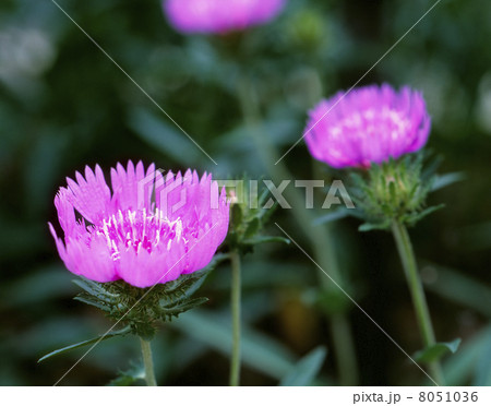 ストケシアの花 8051036