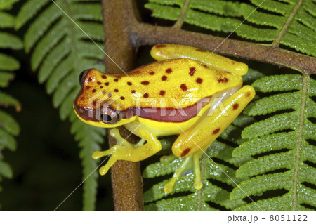 Red Skirted Treefrog (Dendropsophus rhodopeplus) on a fern over a pool in the Ecuadorian Amazon. Red Skirted Treefrog (Dendropsophus rhodopeplus) on a fern over a pool in the Ecuadorian Amazon. 8051122