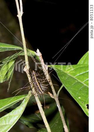 House Centipede (Scutigera sp.) in the rainforest, Ecuador. These centipedes often occur in houses. 8051133