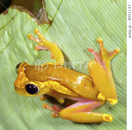 Upper Amazon Treefrog (Dendropsophus bifurcus). Upper Amazon Treefrog (Dendropsophus bifurcus). 8051147