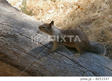 ヨセミテ国立公園のジリス 8051547