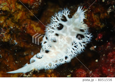 シロハナガサウミウシ 8051556
