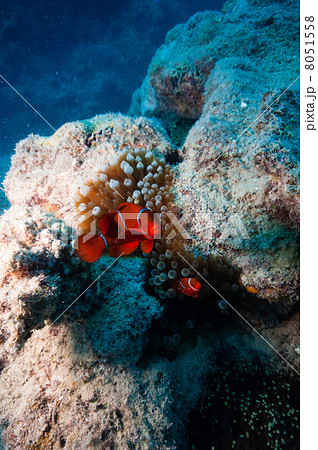 スパインチークアネモネフィッシュの写真素材 スパインチークアネモネフィッシュの写真素材