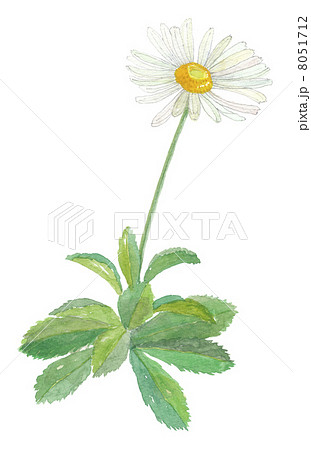 浜菊のイラスト素材 [8051712] - PIXTA