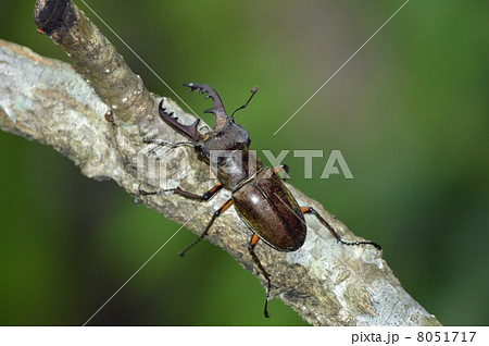 ミヤマクワガタ 8051717