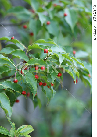 冬青 ソヨゴと申します。 冬青 ソヨゴと申します。 8051845