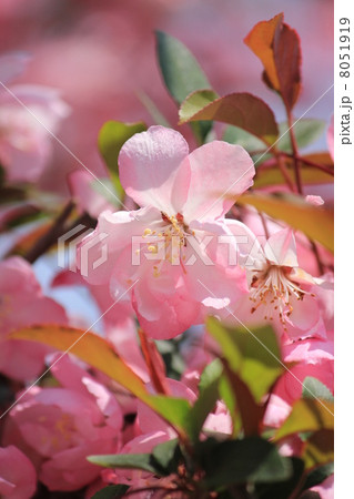 花海棠 花海棠 8051919