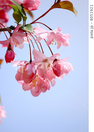 花海棠 花海棠 8051921