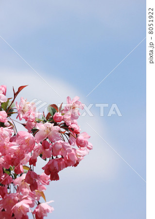 花海棠　 8051922