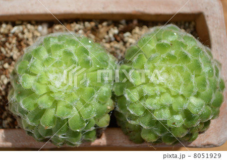 多肉植物 多肉植物 8051929