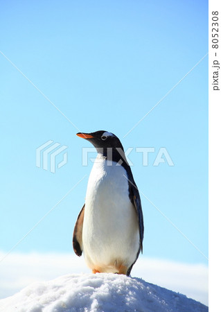 ペンギン 8052308
