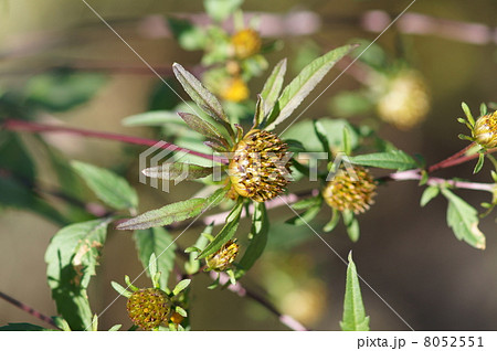 アメリカ栴檀草(センタセングサ)と申します。 8052551