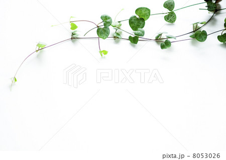 ハート蔓 8053026