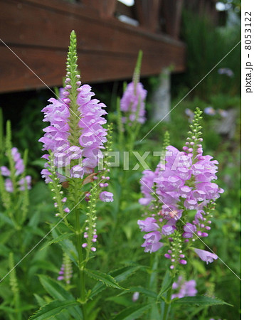 花虎ノ尾 花虎ノ尾 8053122