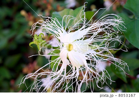 花びらの先が糸状に咲く黄烏瓜の花 花びらの先が糸状に咲く黄烏瓜の花 8053167