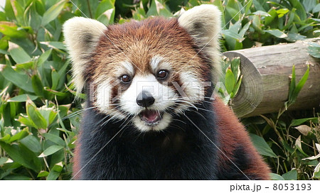 お食事後のレッサーパンダ 8053193