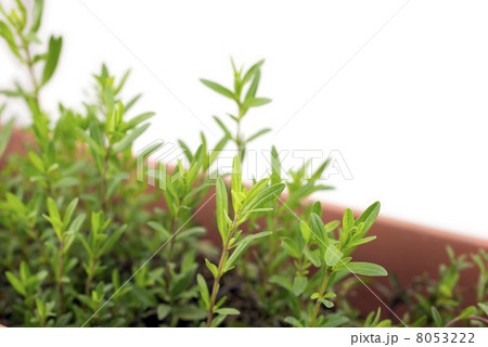 プランター植えのヒソップの葉 8053222