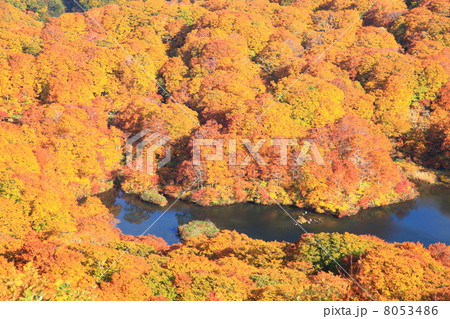 鳥海山鶴間池の紅葉 8053486