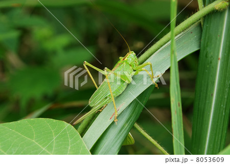 ヤブキリのメス 8053609
