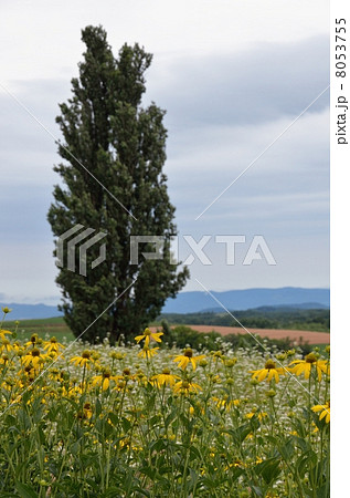 ルドベキアとケンとメリーの木 8053755