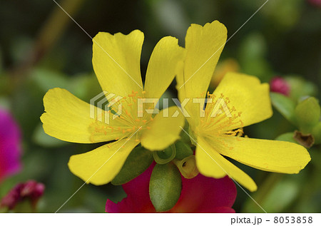 ポーチュラカ(花滑りひゆ) ポーチュラカ(花滑りひゆ) 8053858