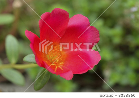 ポーチュラカ（花滑りひゆ） 8053860