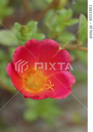 ポーチュラカ（花滑りひゆ） 8053861