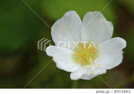 ポーチュラカ（花滑りひゆ） 8053862