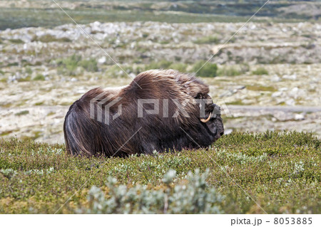 Muskox (Ovibos moschatus) at national park Dovrefjell (Norway) Muskox (Ovibos moschatus) at national park Dovrefjell (Norway) 8053885