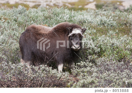 Muskox (Ovibos moschatus) at national park Dovrefjell (Norway) 8053888