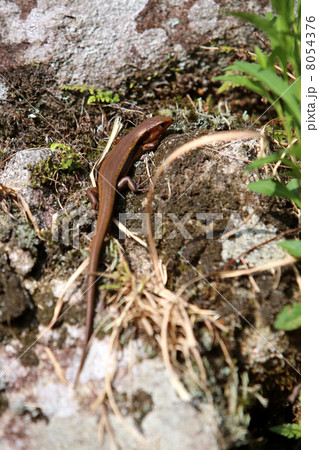石垣のトカゲ 縦 石垣のトカゲ 縦 8054376