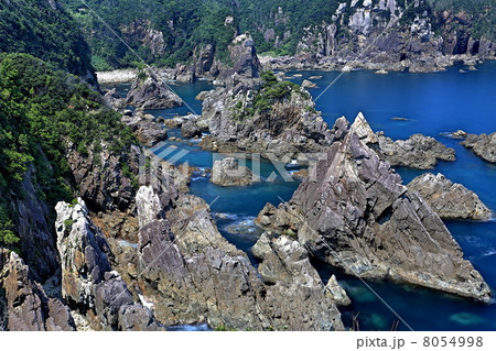 海金剛 海金剛 8054998