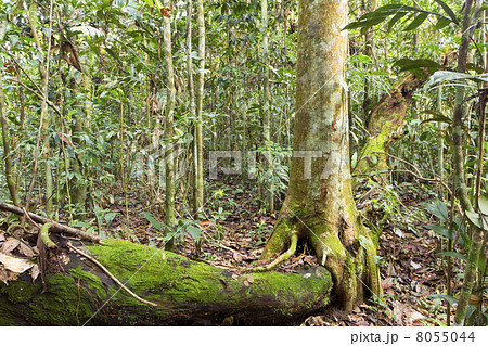 Tree growing over a decomposing log on the rainforest floor in Ecuador Tree growing over a decomposing log on the rainforest floor in Ecuador 8055044