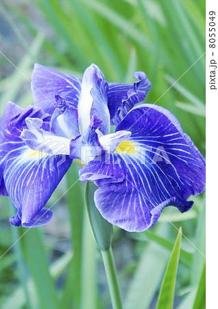 花しようぶ 06 花しようぶ 06 8055049