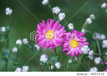 秋明菊 シュウメイギク　貴船菊とも申します。 8055110