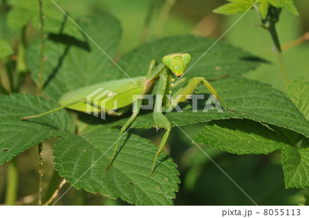 秋の昆虫　～ハラビロカマキリ～ 8055113