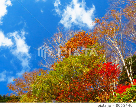 秋晴れの下色づいた紅葉と白樺 8055446