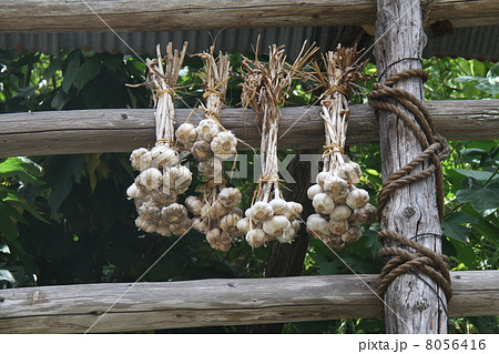 ニンニク ニンニク 8056416