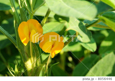 ラッカセイの花（落花生畑） 8056446