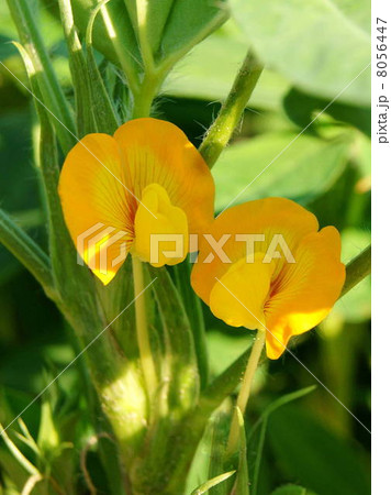 ラッカセイの花(落花生畑) ラッカセイの花(落花生畑) 8056447