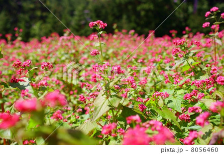 赤蕎麦の花 花言葉 あなたを救う Flowers Of Red Buckwheatsの写真素材