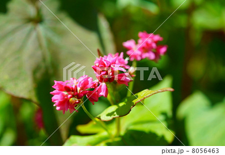 赤蕎麦の花　花言葉：あなたを救う　 Flowers of  red buckwheats 8056463